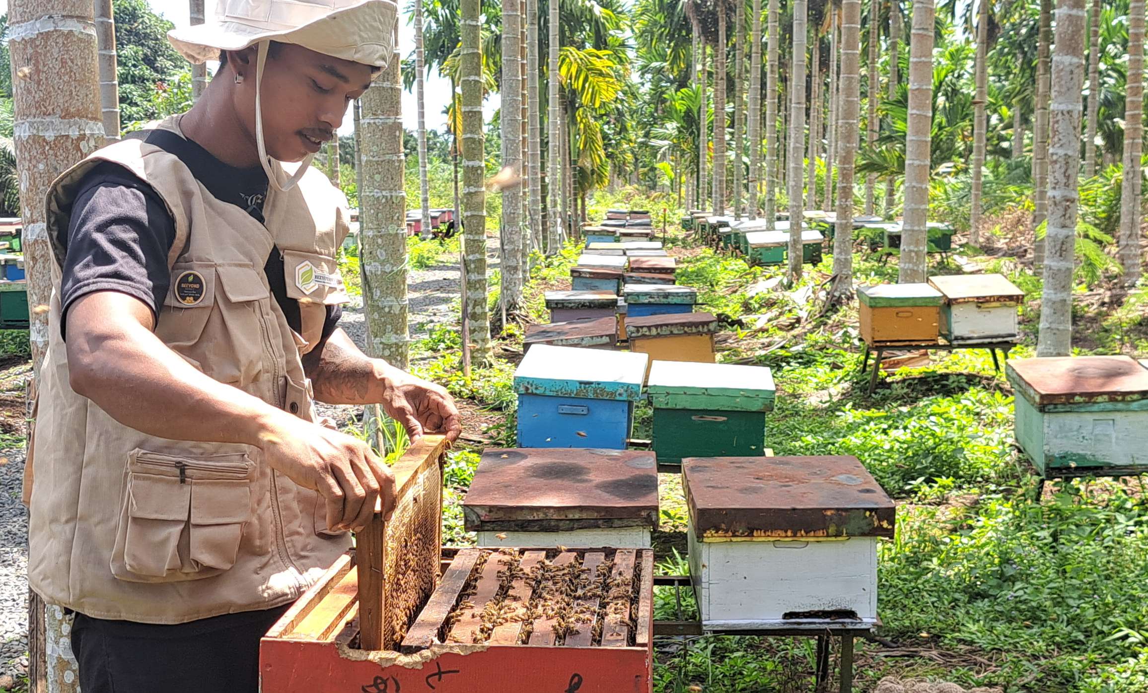 Setetes Madu Sabak Antarkan Anak Ke Bangku Kuliah, Kisah Kelompok Budidaya Lebah Dari Desa Sukamaju