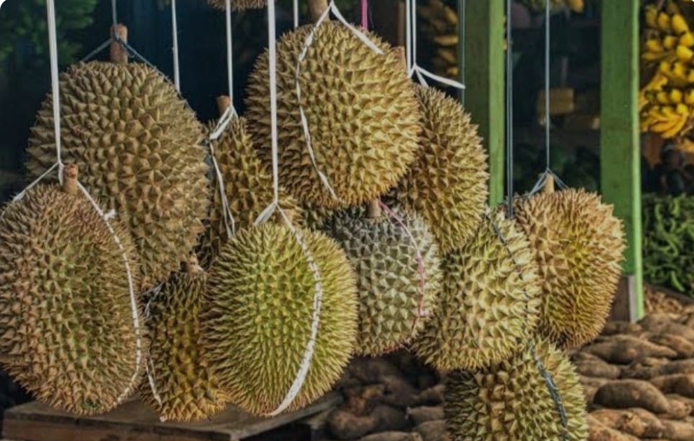 Tidak Hanya di Muba, Buah Durian di Kabupaten Lahat Juga Sudah Mulai Panen