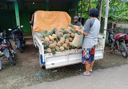 Pedangang Nanas Raup Keuntungan , 4 Hari Raih Rp 3 juta 