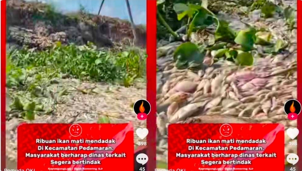 Viral, Video Ribuan Ikan Mati Mendadak di Sungai Pedamaran, Penyebabnya Masih Misterius