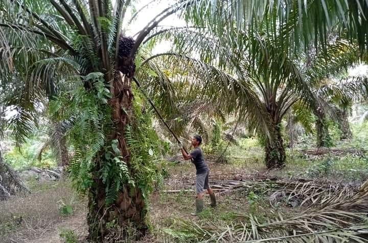 Jelang Pergantian Tahun, Petani Sawit di SangaDesa Muba Merana, Segini Harganya