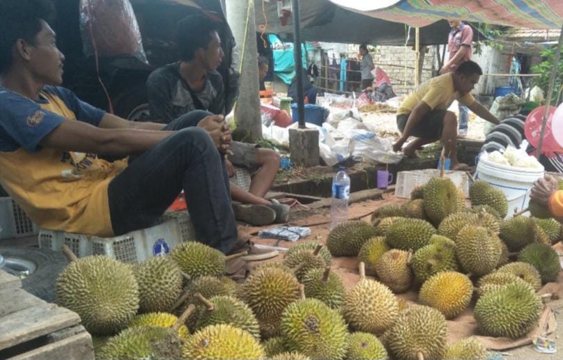 Buah Durian di Sanga Desa Mulai Panen, Pedagang Mulai Bermunculan