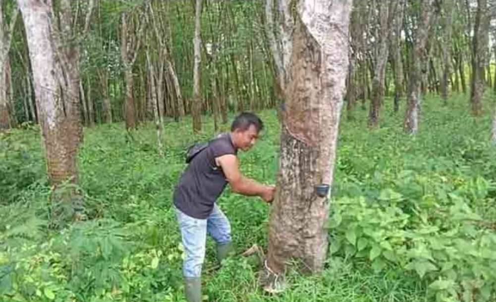 Produksi Getah Karet di Sungai Lilin Makin Berkurang, Dampak Kebun Dialih Fungsi Jadi Kebun Sawit