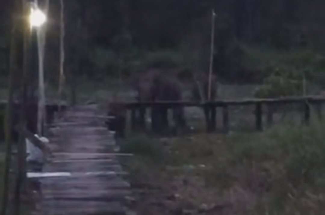 Heboh Video Gajah Liar Masuk Pemukiman warga di Tulung Selapan, Ini Langkah BKSDA