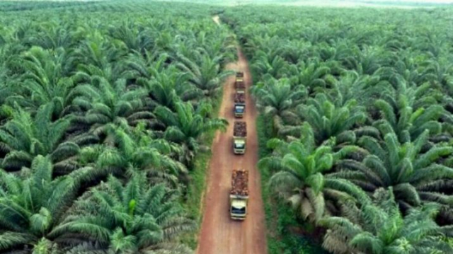 Pemerintah Indonesia Merencanakan Rehabilitasi 3,3 Juta Hektar Perkebunan Sawit Ilegal