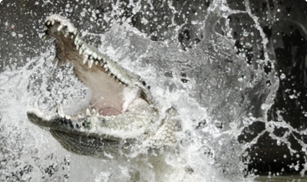 Hendak Ngambil Air di Kanal, Warga OKi Diserang Buaya Muara, Begini Kondisinya