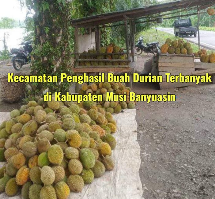 4 Kecamatan Penghasil Buah Durian Terbanyak di Kabupaten Musi Banyuasin, Januari-Februari Anda Wajib Kunjungi 