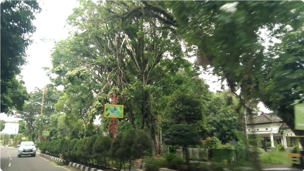 Hadapi Musim Hujan, DLH Muba Bersihkan Pohon Tua di Kota Sekayu, Kurangi Dampak Pohon Tumbang