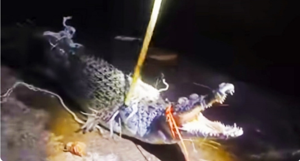 Warga Kota Palembang Tangkap Buaya Sepanjang 3 Meter, Sempat Buat Resah