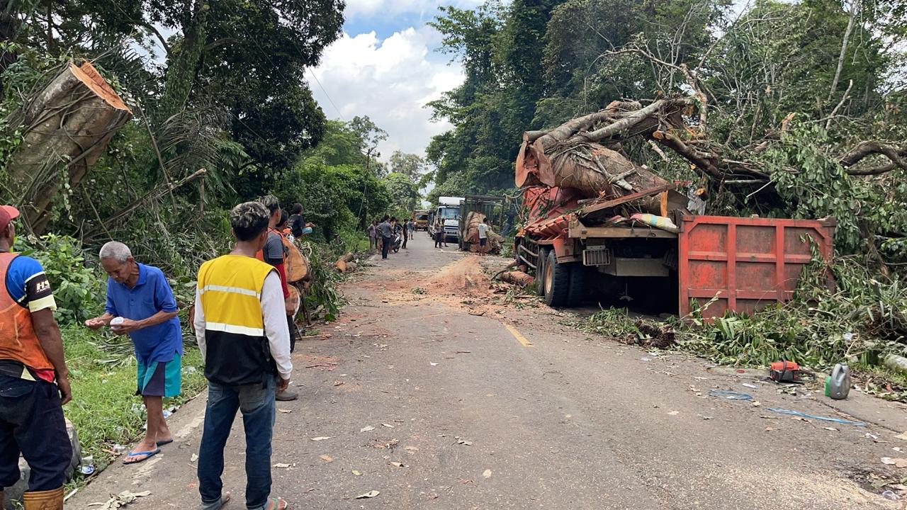 UPDATE Terbaru! Pohon Tumbang di Desa Sereka, Sudah Dievakuasi Arus Lalulintas Kembali Lancar