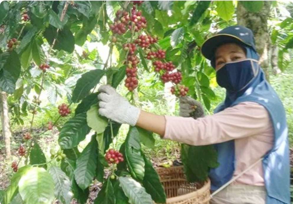 Pagaralam Ngak Masuk, Inilah 7 Daerah Penghasil Kopi Terbaik di Indonesia