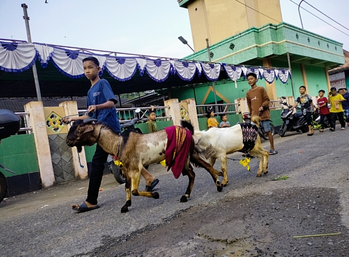 Dipercaya Jadi Kendaraan di Akhirat, Hewan Kurban Dihiasi Songket dan Dibawa Keliling Majid 7 Kali