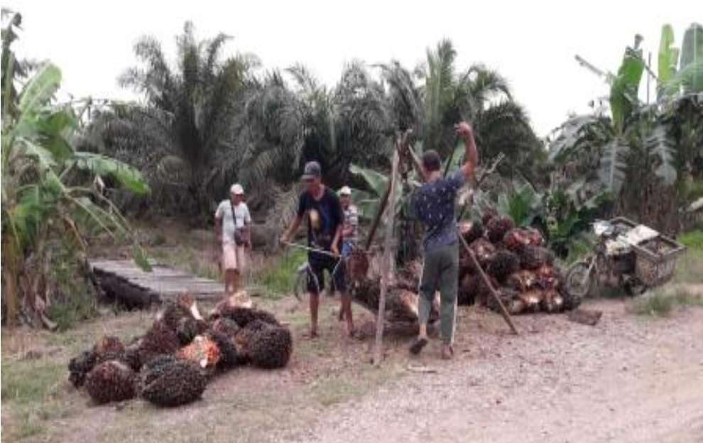 Harga Sawit Kembali Turun, Berikut Daftar Harga TBS Dinas Perkebunan Sumsel