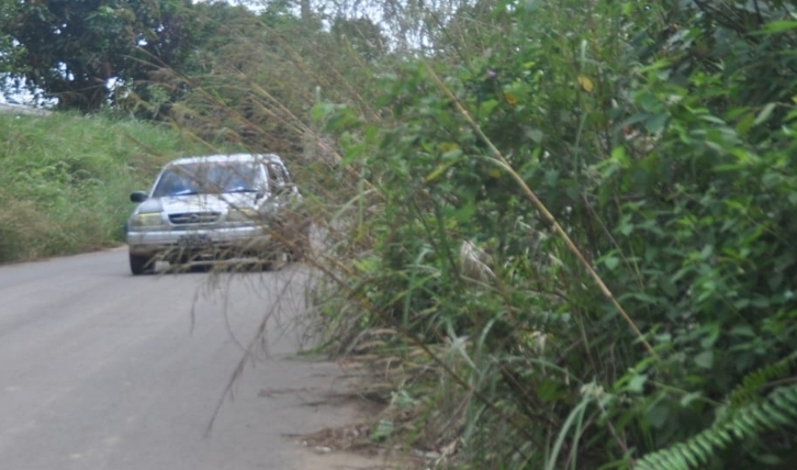 Musim Hujan, Rumput Liar Mulai Masuki Badan Jalan