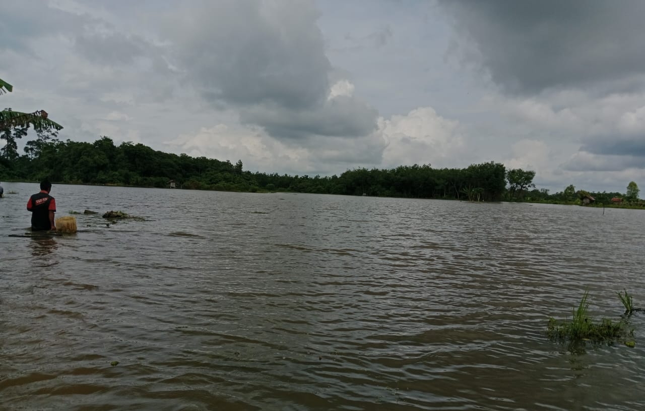 Puluhan Hektar Sawah di Kecamatan Sanga Desa Terendam Banjir, Petani Dipastikan Gagal Panen