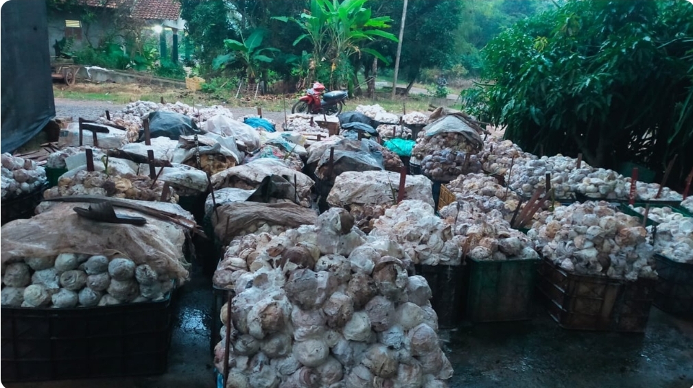 Awal Tahun Petani Karet di OKI Berharap Harga Naik