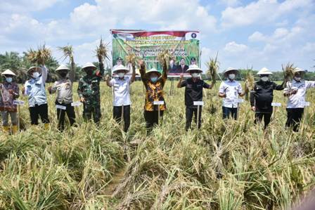 Masyarakat Air Balui Antusias Panen Raya Padi