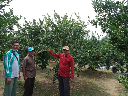 Kebun Jeruk di C2 Sungai Lilin, Potensi Wisata Buah