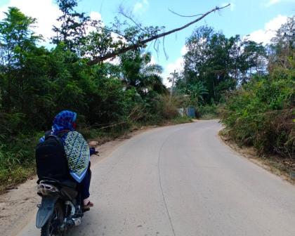 Batang Pohon Nyaris Tumbang, Bahayakan Pengendara Melintas