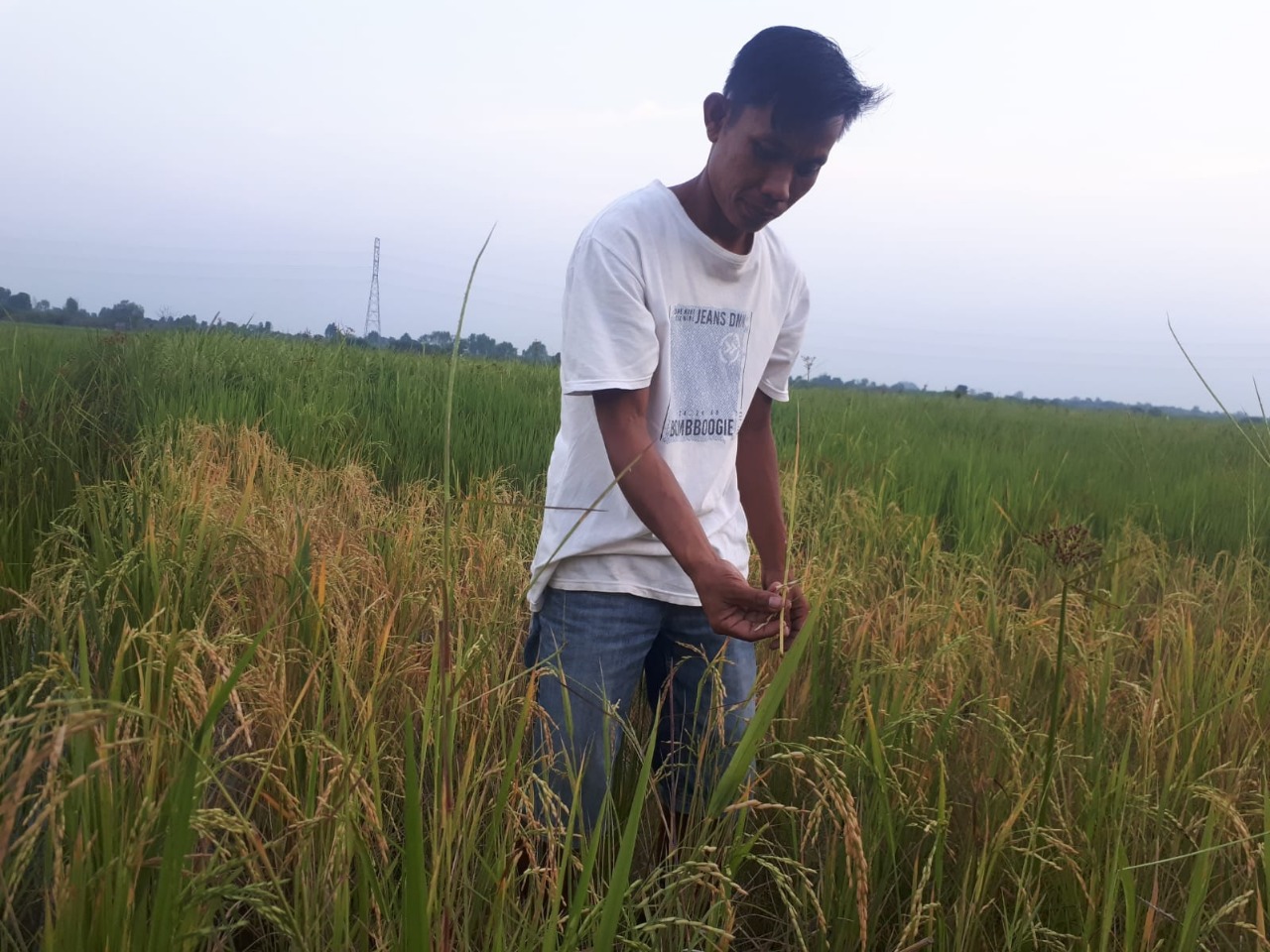 Hama Tikus Gerogoti Buah Padi, Petani Resah