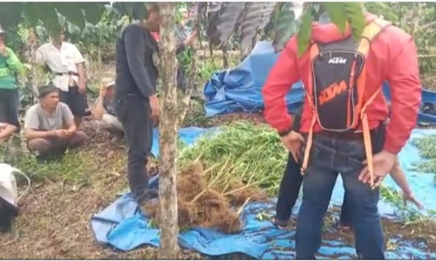 Lokasi Lahan Ganja Ektrim Dilalui, Ganja Telah Setinggi 1,5 Meter