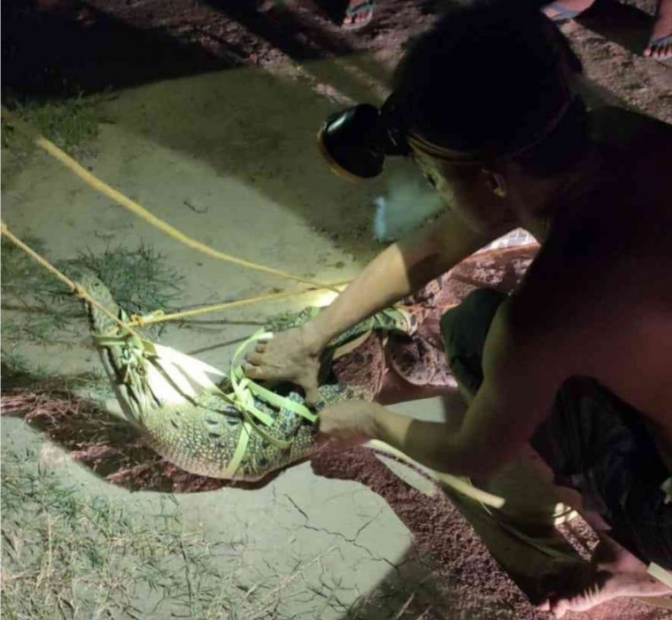 Buaya 2 Meter Tertangkap di Galian Unsri