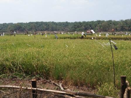 Berjuang Melawan Burung dan Tikus