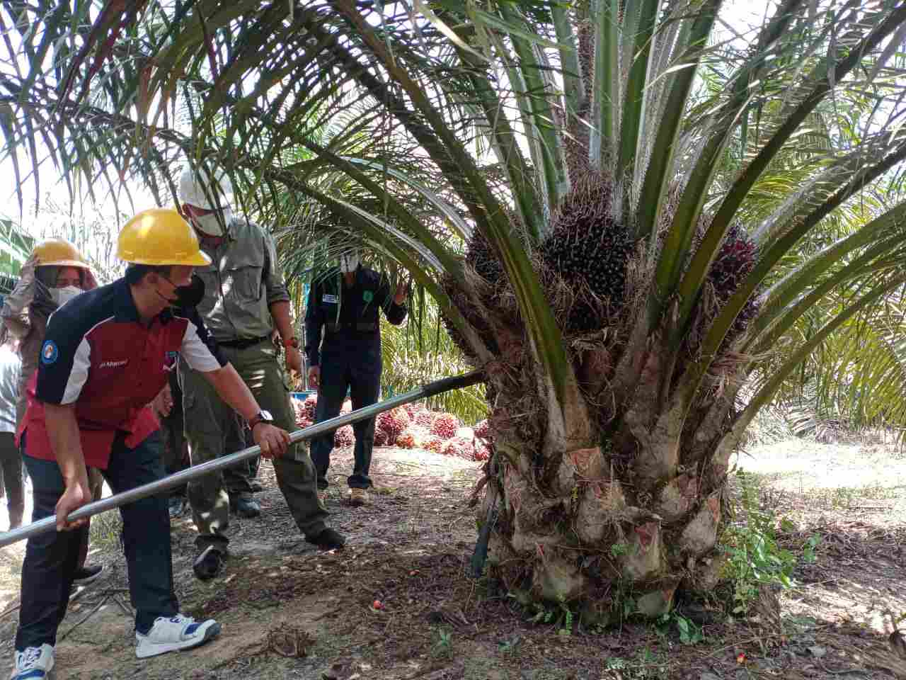 Lahan KPKS Suka Makmur, Hasilkan Panen PSR Tertinggi Se Sumsel