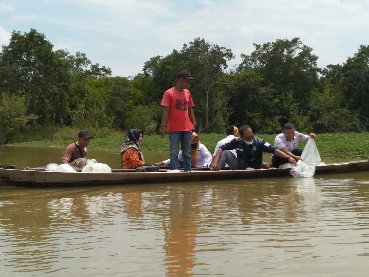 25 Ribu Bibit Ikan Jelawat Ditebar di Sungai Pengumbuk