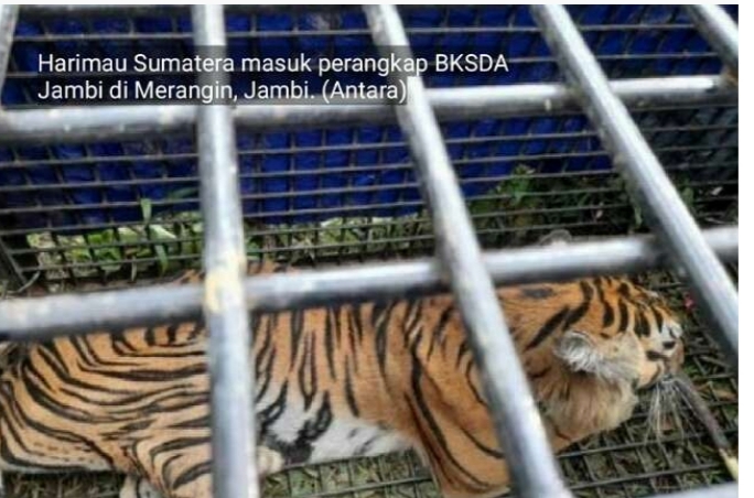 Harimau Ini Terkam 2 Warga Merangin Jambi, Tim Gabungan Gerak Cepat