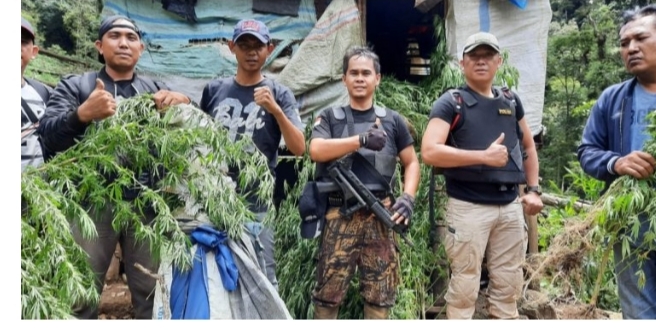 Temukan Ladang Ganja 1,5 Hektar