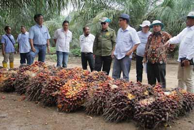 Panen KPKS Suka Makmur Disaksikan Secara Virtual Menteri Pertanian