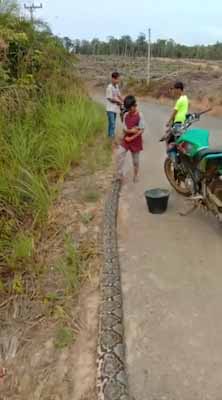 Hendak ke Kebun, Dihadang Ular Piton 8 Meter