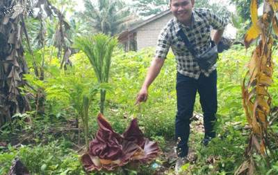Tebas Rumput, Warga Desa Pertama Baru Temukan Bunga Bangkai