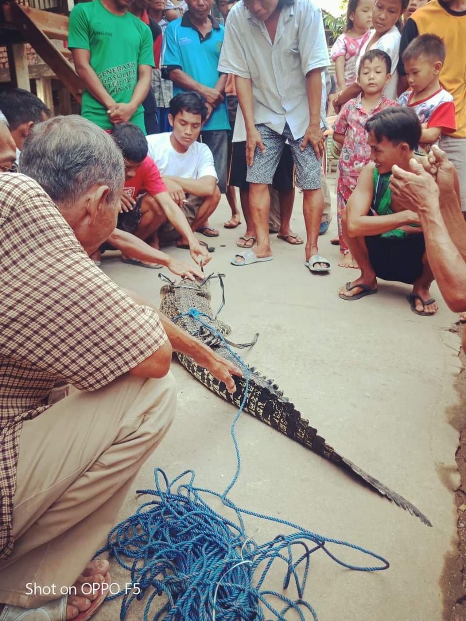 Heboh, Warga Petaling Temukan Buaya