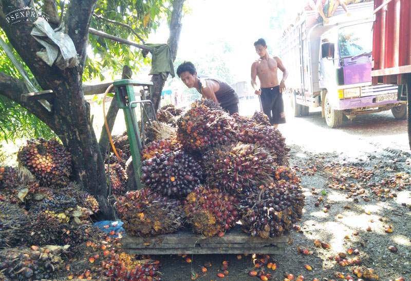 Awal Tahun Harga Sawit Alami Penurunan