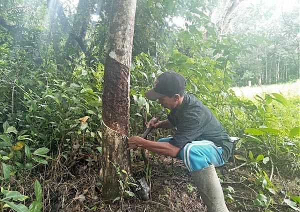 Curah Hujan Tinggi, Produksi Getah Karet Turun