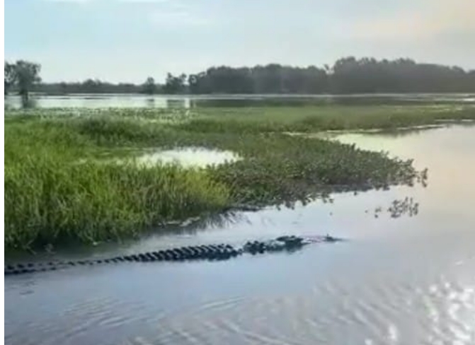 Video Buaya Muncul di Perairan Rawa Tanjung Batu, Warga Resah