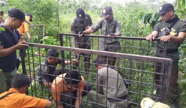 Beruang Muncul di Permukiman Warga