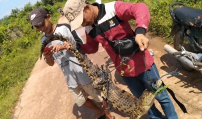 9 Buaya yang Lepas dari Penangkaran Berhasil Diamankan