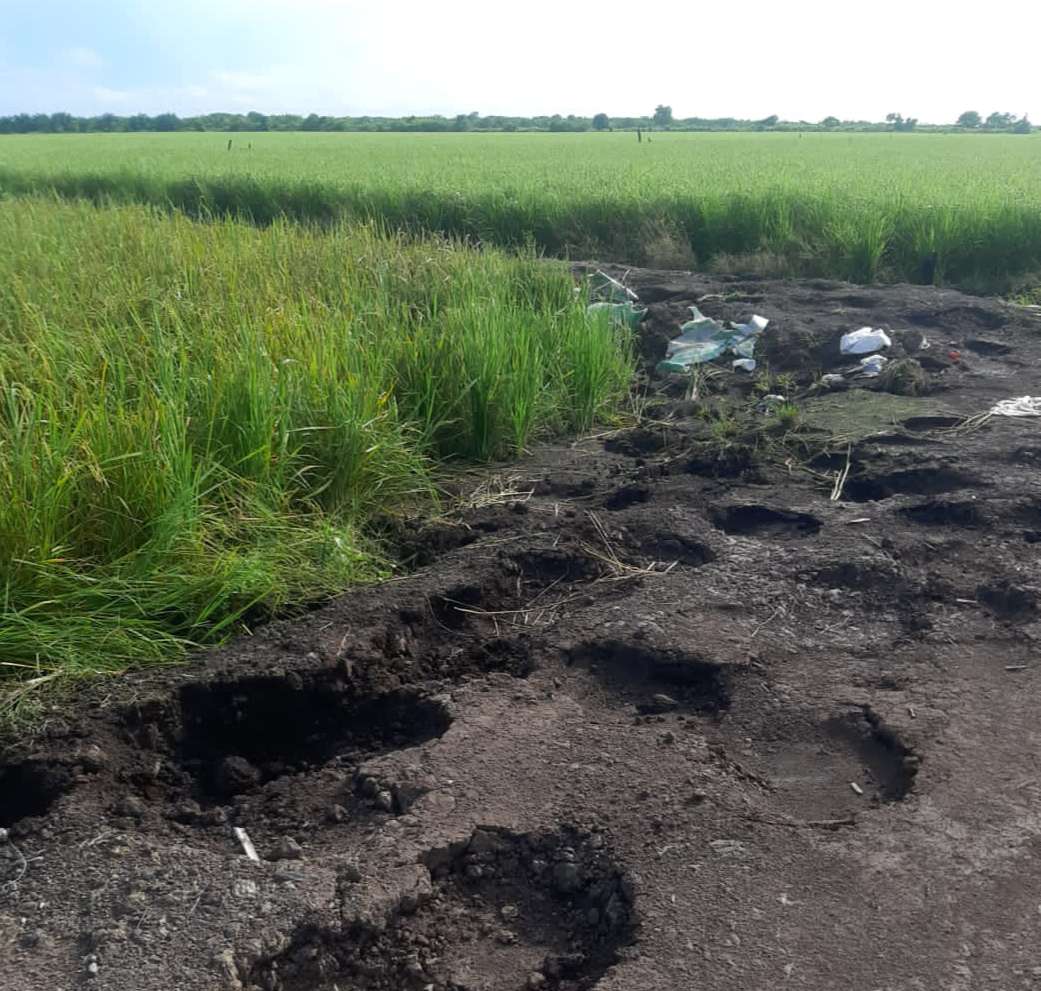 Kawanan Gajah Rusak Sawah Warga Kecamatan Lalan