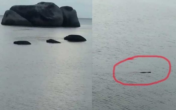 Viral! Video Buaya Berenang di Pantai Tanjung Tinggi Belitung