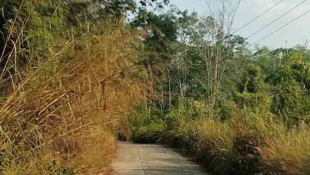 Halangi Pandangan, Jalan Desa Pinggap Butuh Tebas Bayang