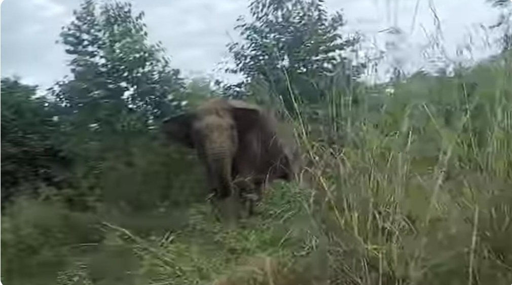 Viral, Video Gajah Liar Ngamuk di Jalan Penghubung Pali dan Musi Rawas