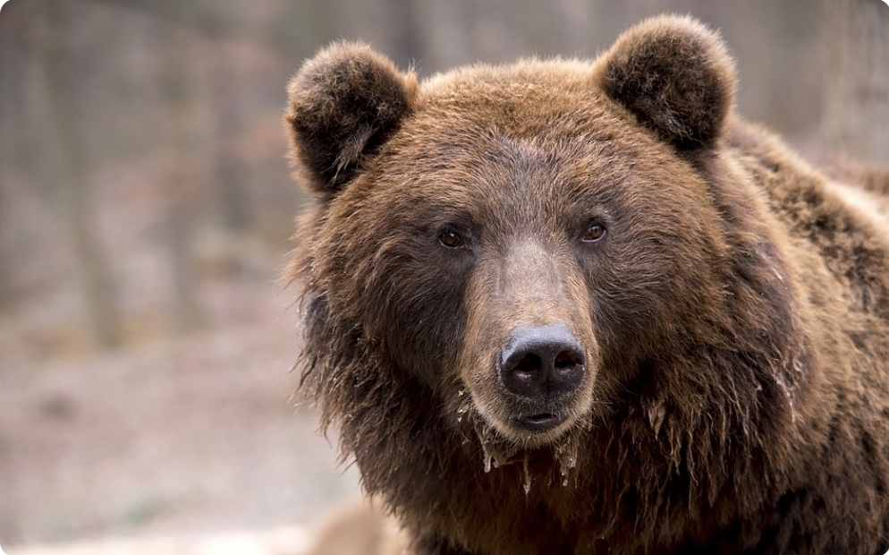 Belum Bisa Dipastikan Kebenarannya, Kades Cinta Damai Ungkap Kabar Terbaru Terkait Munculnya Beruang Liar
