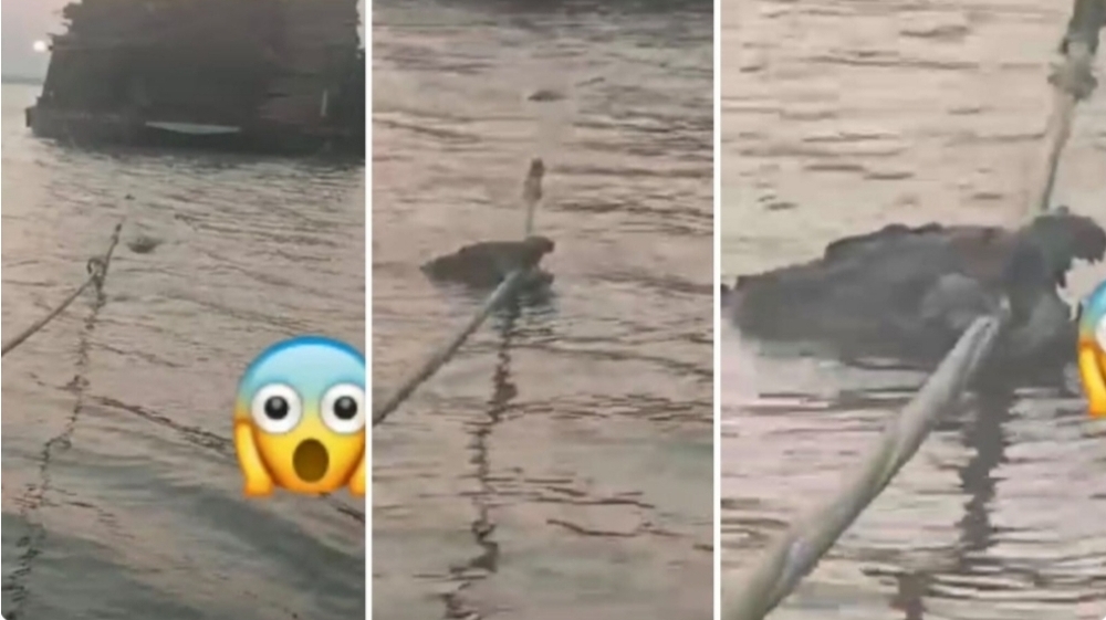 Heboh Video Buaya Muncul di Sungai Musi di Kawasan Gandus, Warga Diminta Waspada