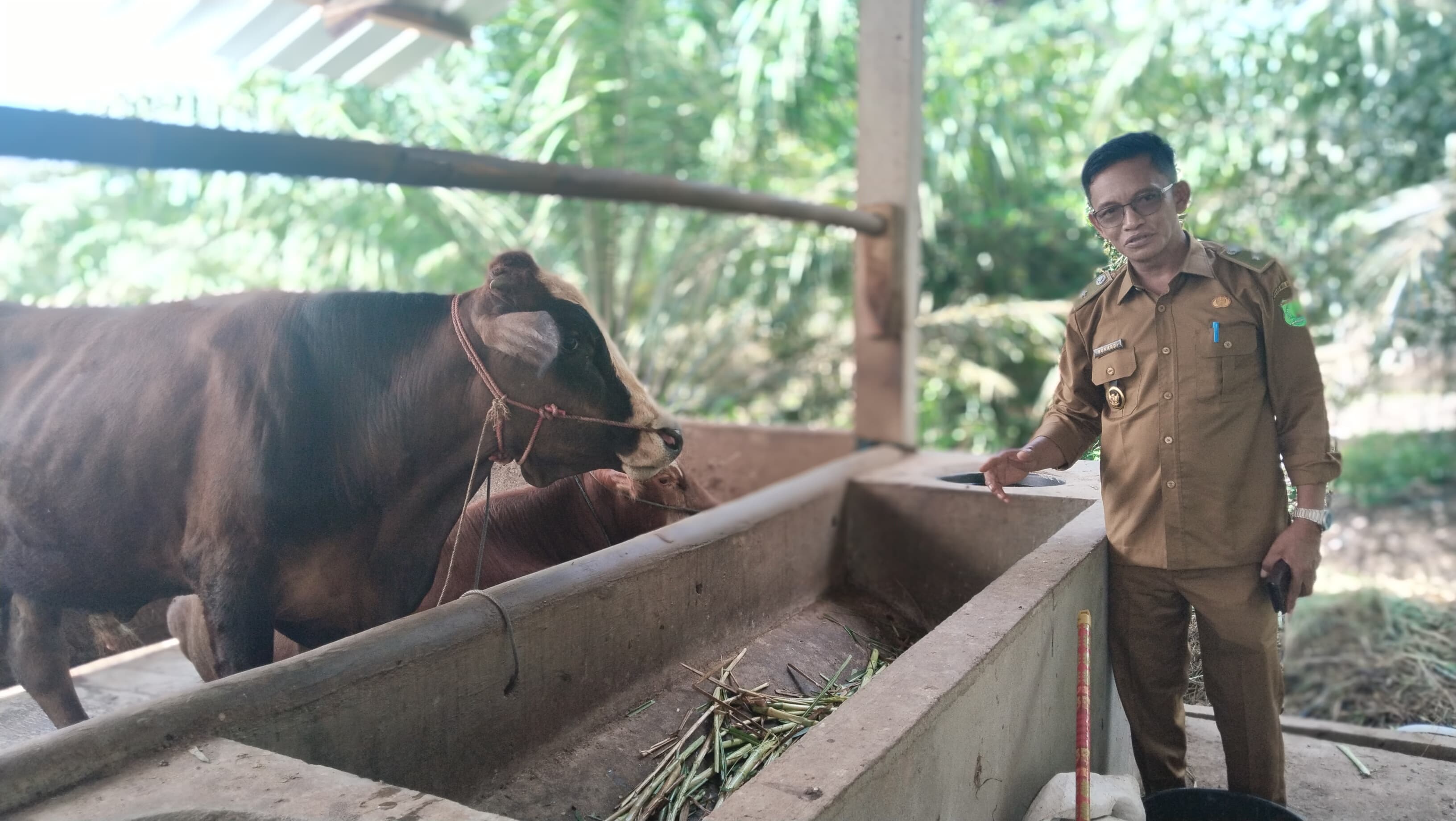 Pemdes Mulyo Rejo Genjot Ketahanan Pangan Lewat Pengembangan Ternak Sapi