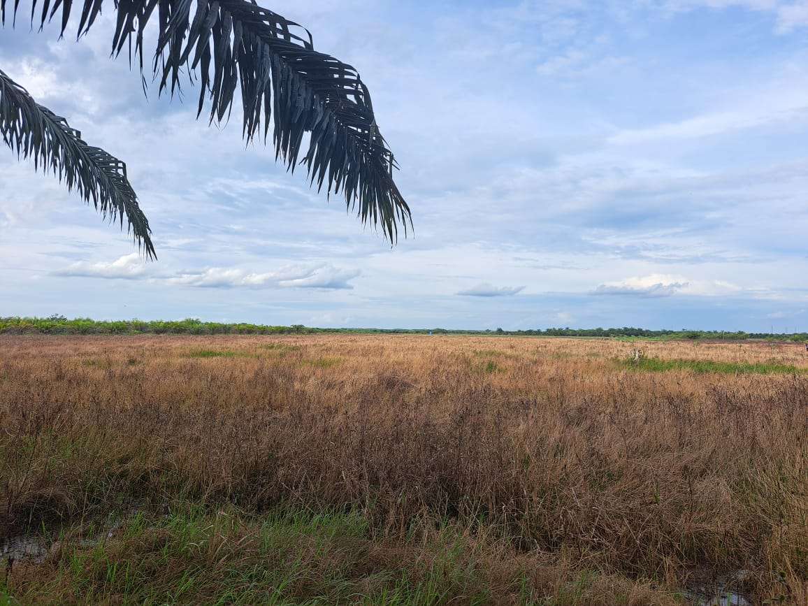 Petani Garap Sawah di Pinang Banjar Musi Banyuasin Makin Berkurang, Ini Penyebabnya