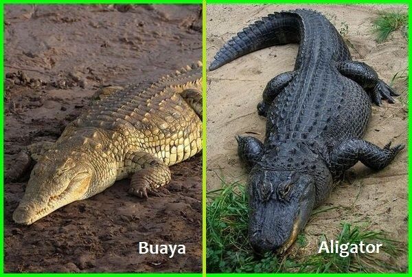 Serupa Tapi Tak Sama, Ini Perbedaan Antara Buaya dan Aligator, Jangan Sampai Salah!