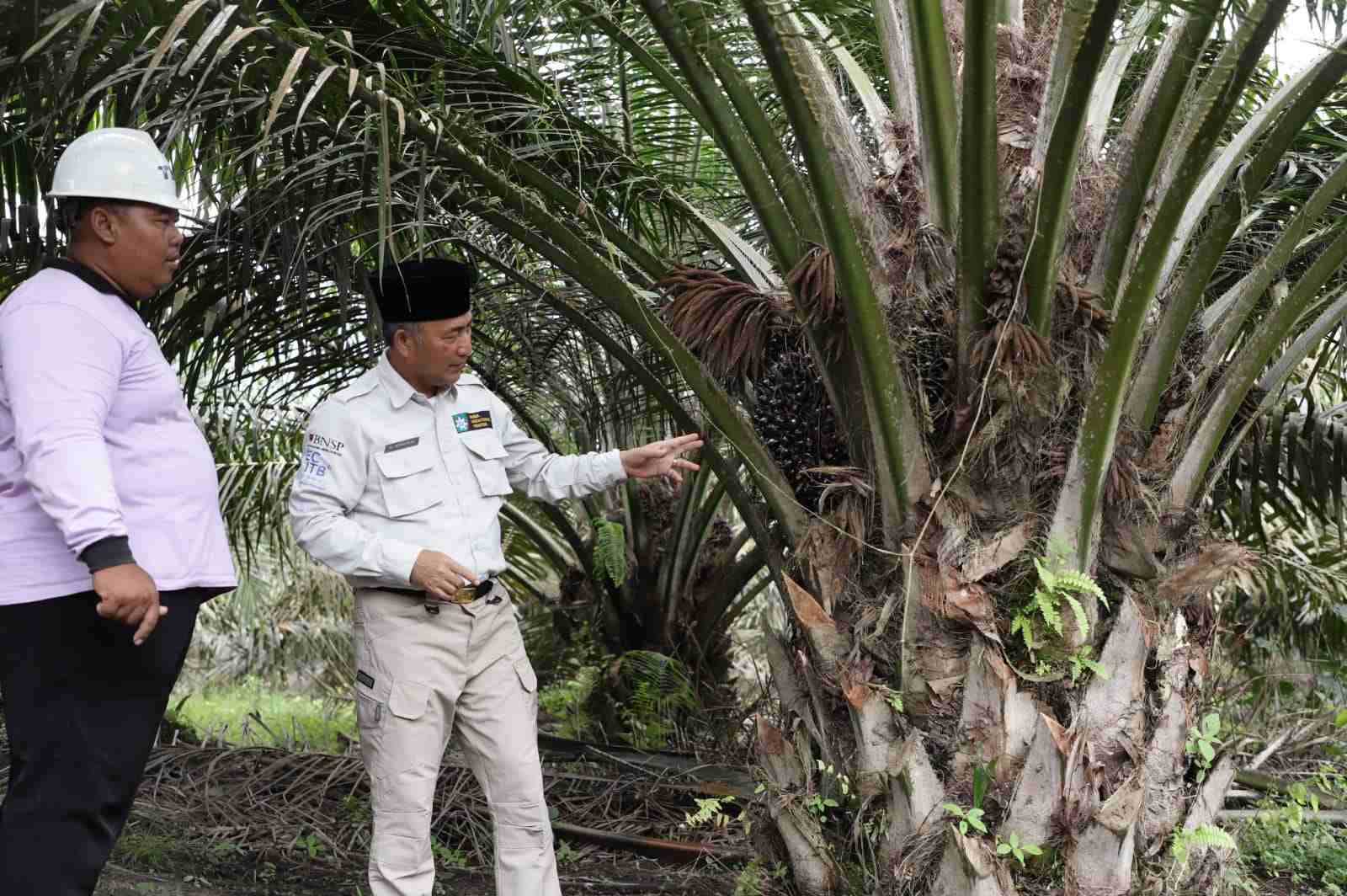 Pj Bupati Muba Terima Penghargaan Kementan, Atas Suksesnya Program Peremajaan Sawit 